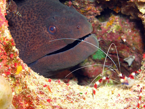 The moray eels and shrimp Similan Islands, ATUS/CMAS, Thailand Diving, 5* IDC, thailand, atus, padi, cmas, adip, cedip