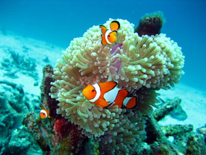 nemo fish from Similan Islands - หมู่เกาะสิมิลัน Similan Islands National Marine Park อุทยานแห่งชาติหมู่เกาะสิมิลัน